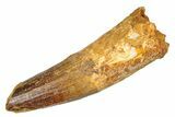 Fossil Spinosaurus Tooth - Real Dinosaur Tooth #285982-1